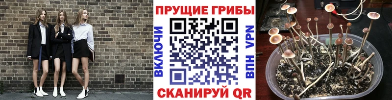 Галлюциногенные грибы Psilocybe  наркота  Артёмовский 